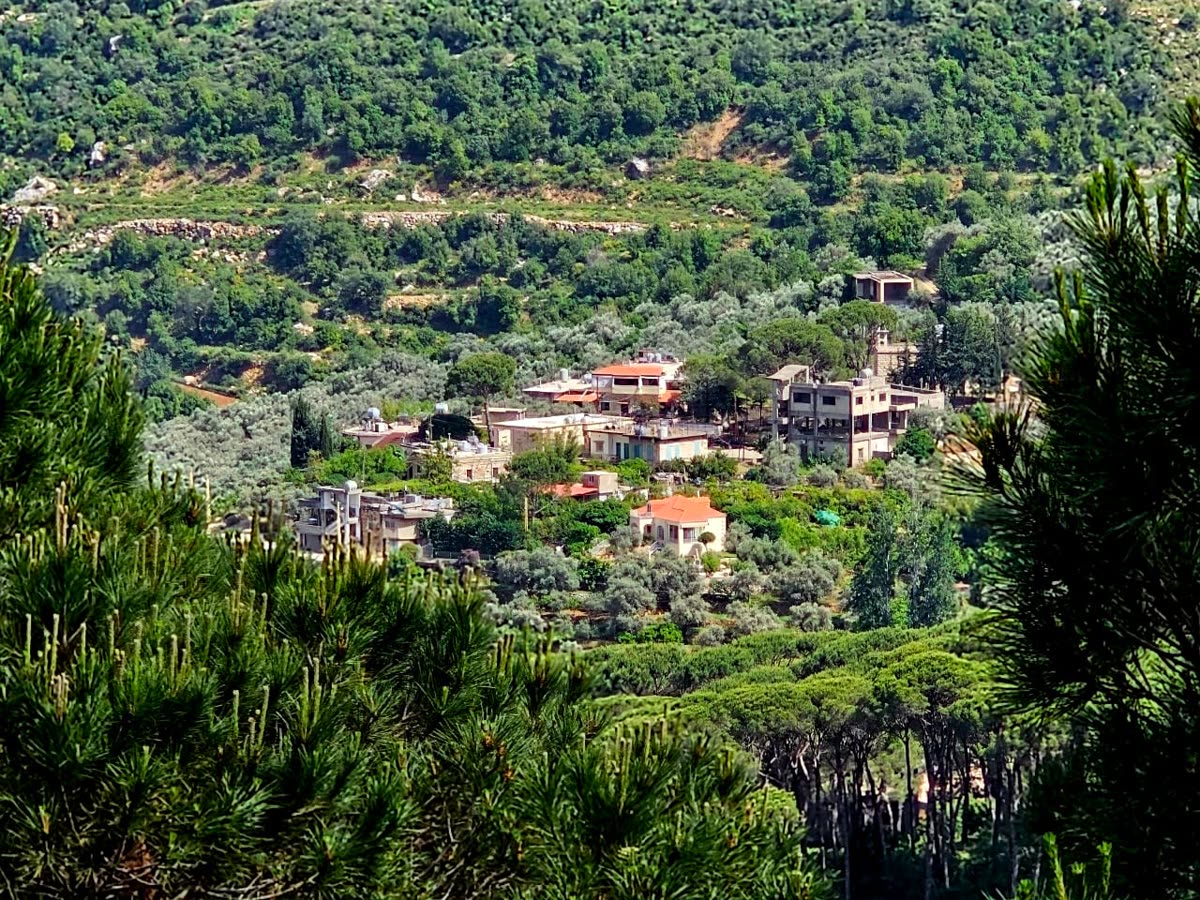 Houses with red tiled roofs among olive trees and pines on a wooded hillside