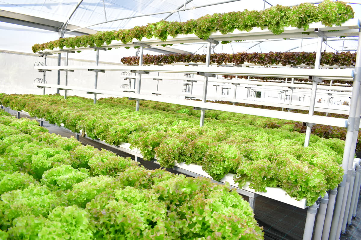 Rows of lettuce growing in vertical hydroponic channels inside a Wamhiba greenhouse in Lebanon